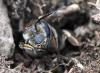 Andrena sp.